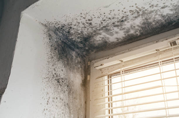Affordable Attic Mold Remediation solutions in Ickesburg, PA
