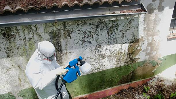 Top rated local Attic Mold Remediation specialists in Ickesburg, PA